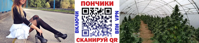 Каннабис план  продажа наркотиков  Чадан 